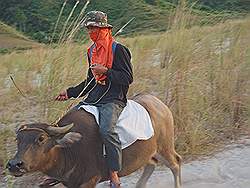 Mount Pinatubo - ruiter op een waterbuffel