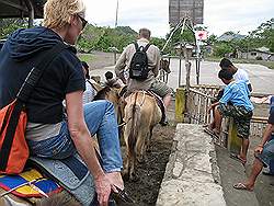 Taal vulkaan - paarden, voor het vervoer naar het kratermeer