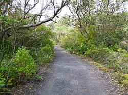 Rangitoto