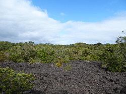 Rangitoto