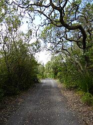 Rangitoto