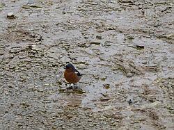 Wai-o-tapu