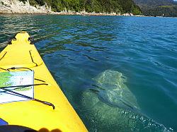 Kayak - Abel Tasman Nationaal park