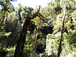 Oparara Basin