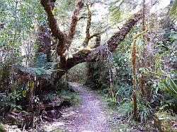 Oparara Basin