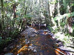 Oparara Basin