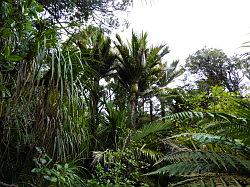 Heaphy Track 