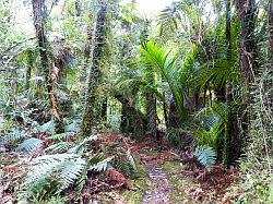 Heaphy Track 