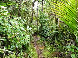 Heaphy Track 