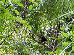 Heaphy Track 