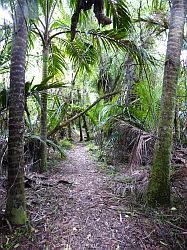 Heaphy Track 