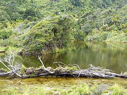 Heaphy Track 