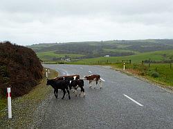 Southern Scenic Road