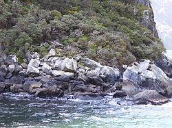 Milford Sound