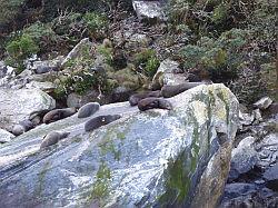 Milford Sound