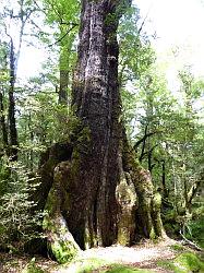 Milford Highway