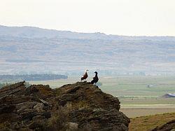 Otago Central Rail Trail (fietsen)