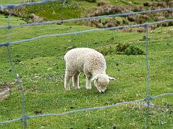 Akaroa