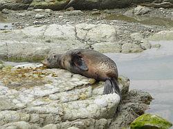 Kaikoura en Picton