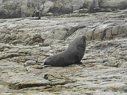 Kaikoura en Picton