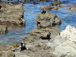 Kaikoura en Picton