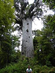 Waipoua Forest