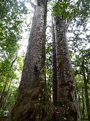 Waipoua Forest