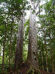 Waipoua Forest