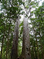 Waipoua Forest