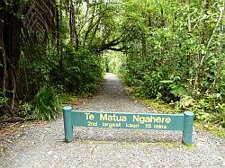 Waipoua Forest