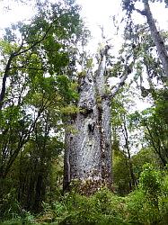 Waipoua Forest