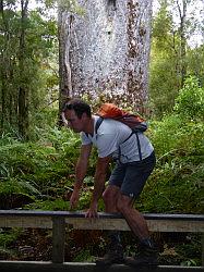 Waipoua Forest