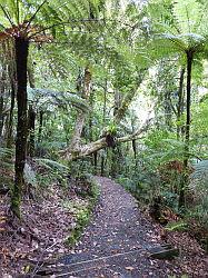 Waipoua Forest