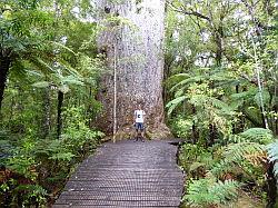 Waipoua Forest