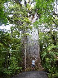 Waipoua Forest