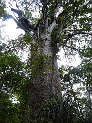 Waipoua Forest