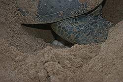 Ras Al Jinz - een late bezoeker; reuzenschildpad bezig met het leggen van eieren
