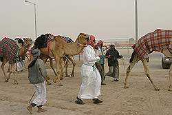 De kamelen racebaan - race kamelen en hun begeleiders
