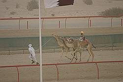 De kamelen racebaan