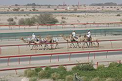 De kamelen racebaan