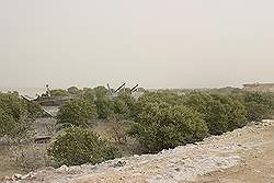 Al Khor - boot tussen de mangrove boompjes