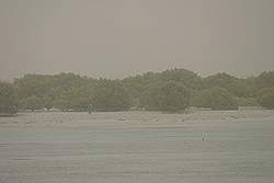 Al Khor - ten noorden van Al Khor liggen eilanden met mangrove boompjes (slecht zicht vanwege zandstorm)