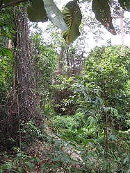 Singapore - Bukit Timah