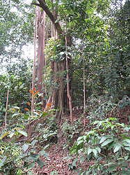 Singapore - Bukit Timah