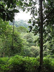 Singapore - Bukit Timah