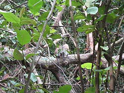 Singapore - Bukit Timah; wilde apen