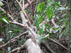 Singapore - Bukit Timah; wilde apen