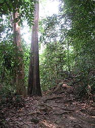 Singapore - Bukit Timah