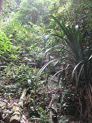 Singapore - Bukit Timah