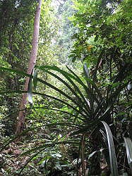 Singapore - Bukit Timah